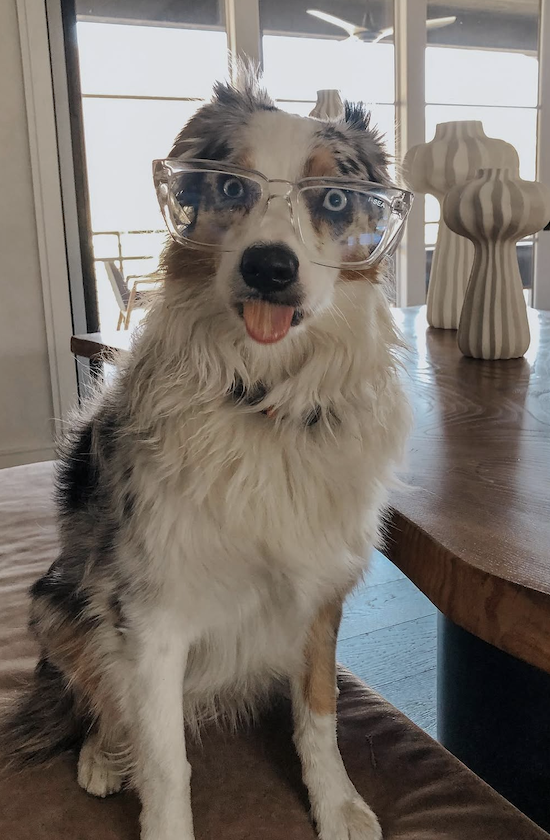 Rylee, an Australian Shepherd wearing glasses